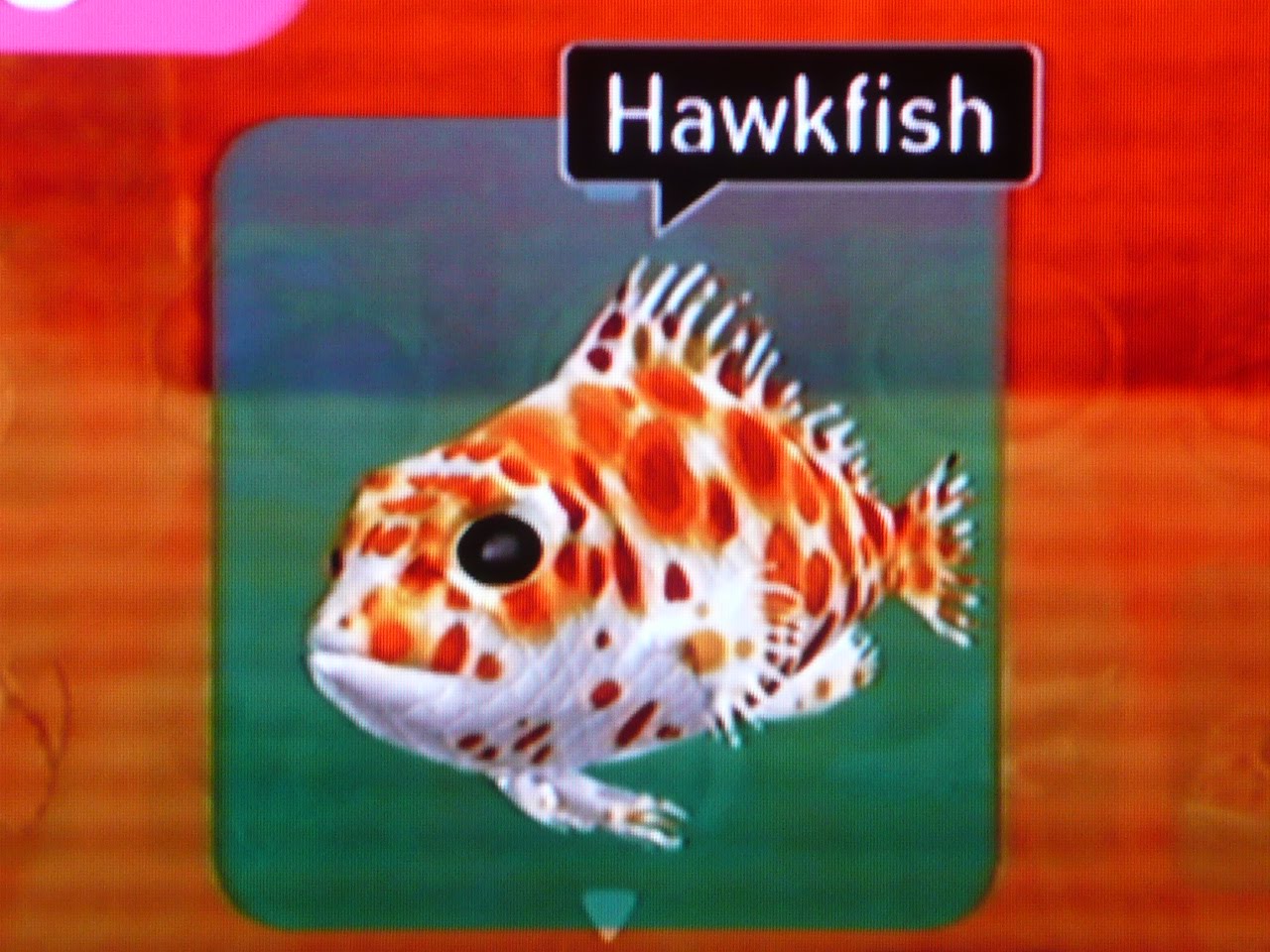 [Hawkfish.JPG]