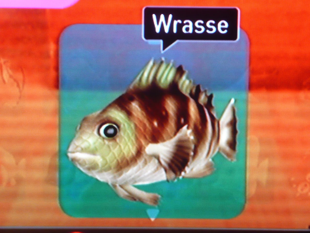 [Wrasse.JPG]