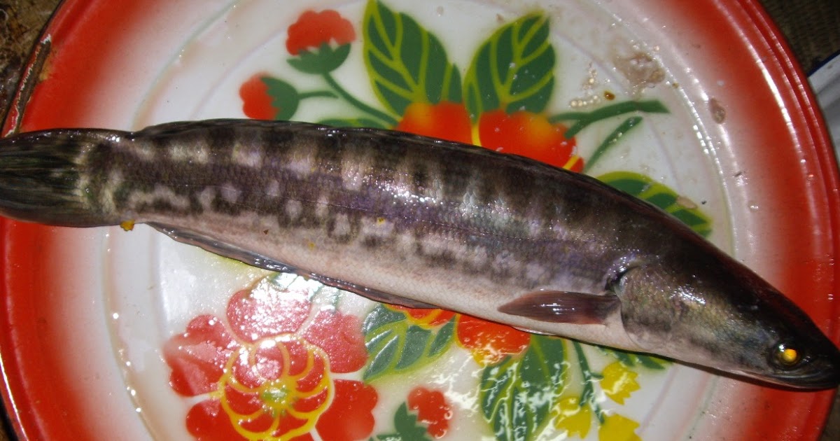 Resepi Ikan Toman