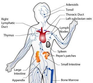 Healthy Immune System Boosters Healthy Immune System Boosters