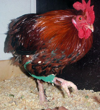 Chicken Broken Leg
