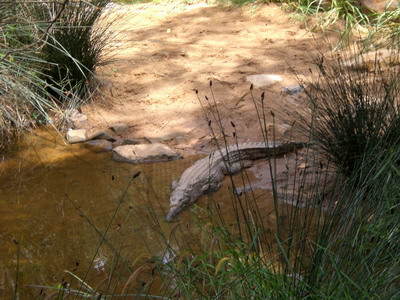 [Crocodilo.jpg]
