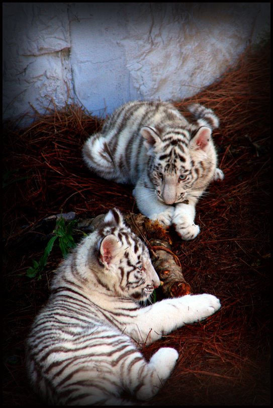 [Baby-White-Tigers.jpg]