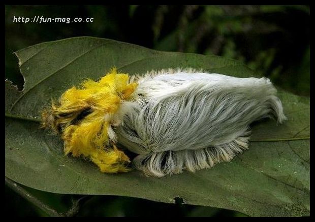 [alien-looking-insects10.jpg]