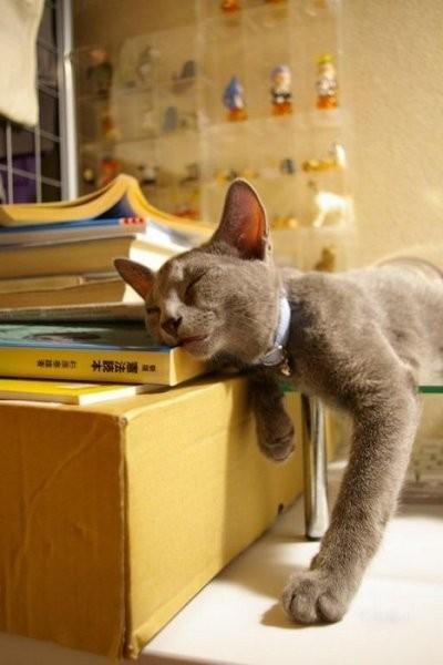 [sleep-kitten-12.jpg]