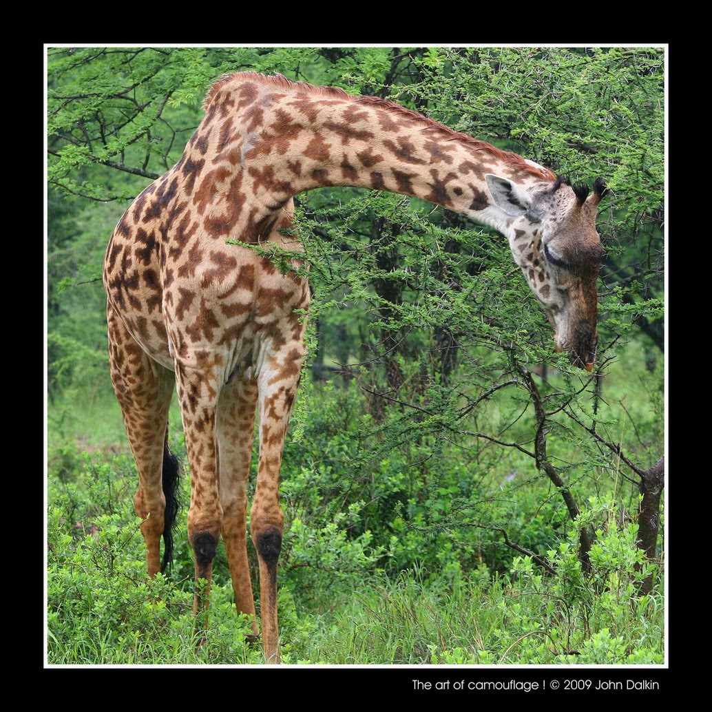 [3440845953_22763e0ecd_b_resize-796316.jpg]