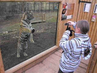 Tiger and Wife watching each other