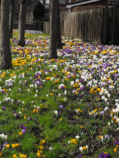 Crocus at Kirkliston