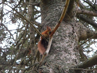 Red Squirrel at Balmoral