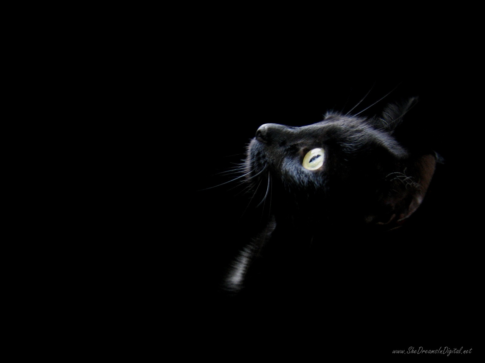 black wallpaper cat head