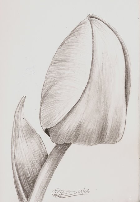 [TULIP.jpg]