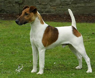 Big Terrier