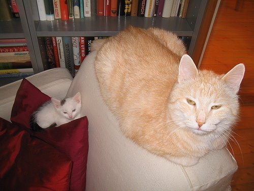 [sheba+fii.JPG]