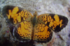 Pearl Crescent