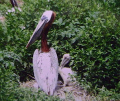 Pelican Island in North Carolina