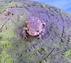 Baby Toad