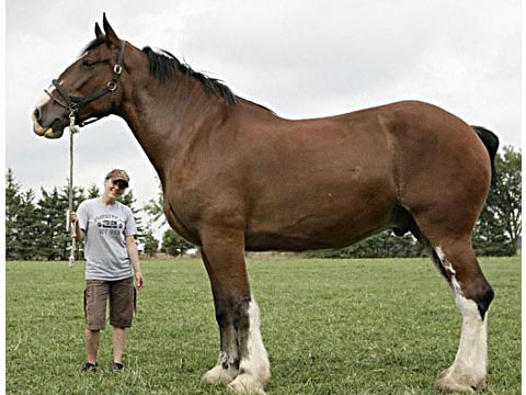 caballo-grande-mundo.jpg