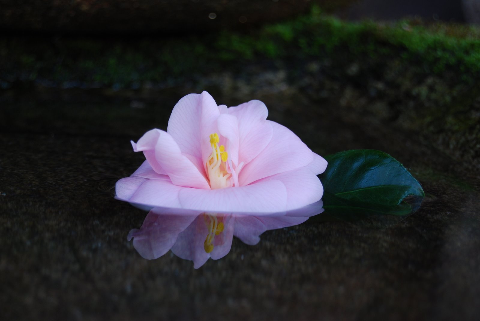 [DSC_0007.JPG]