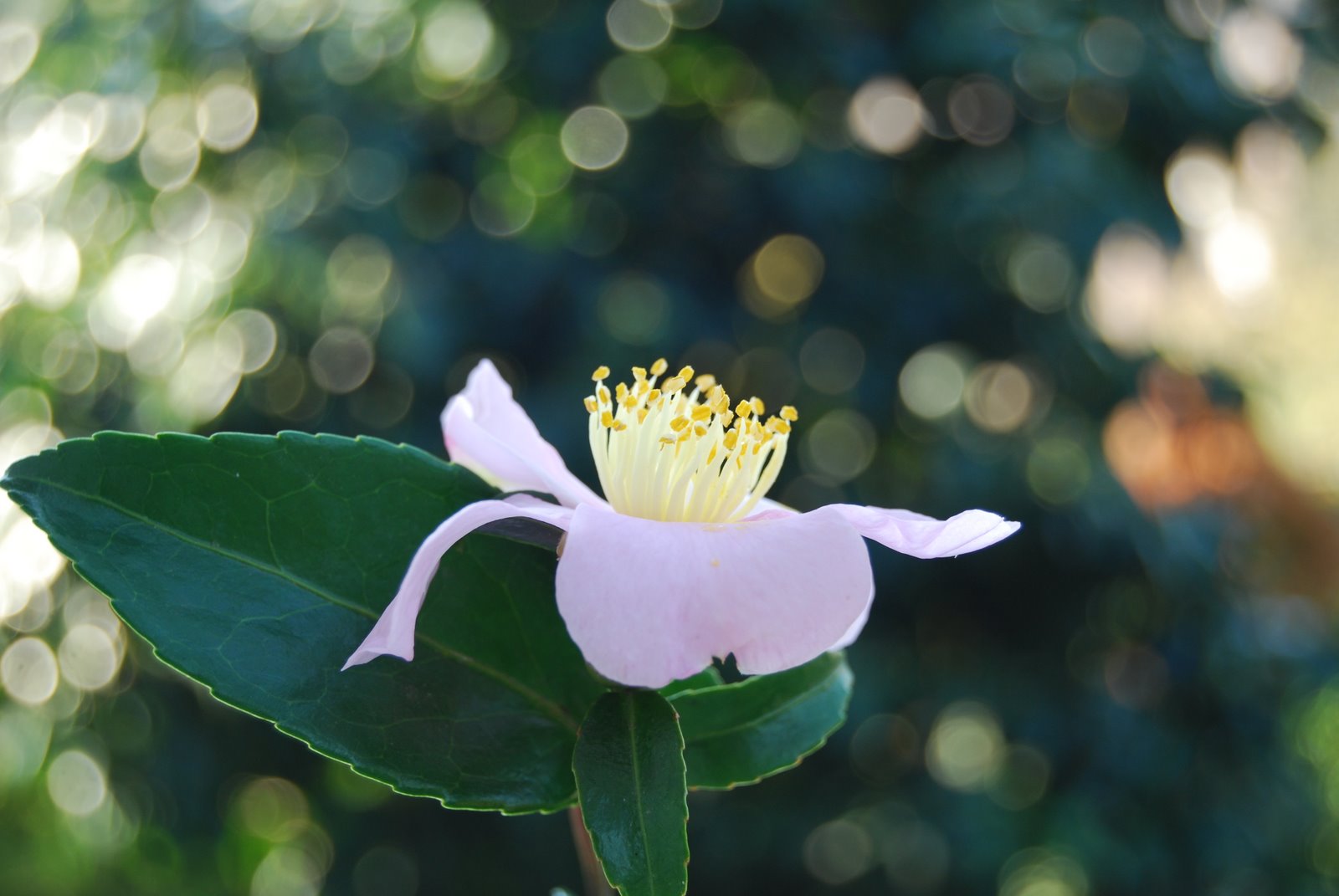 [DSC_0385.JPG]