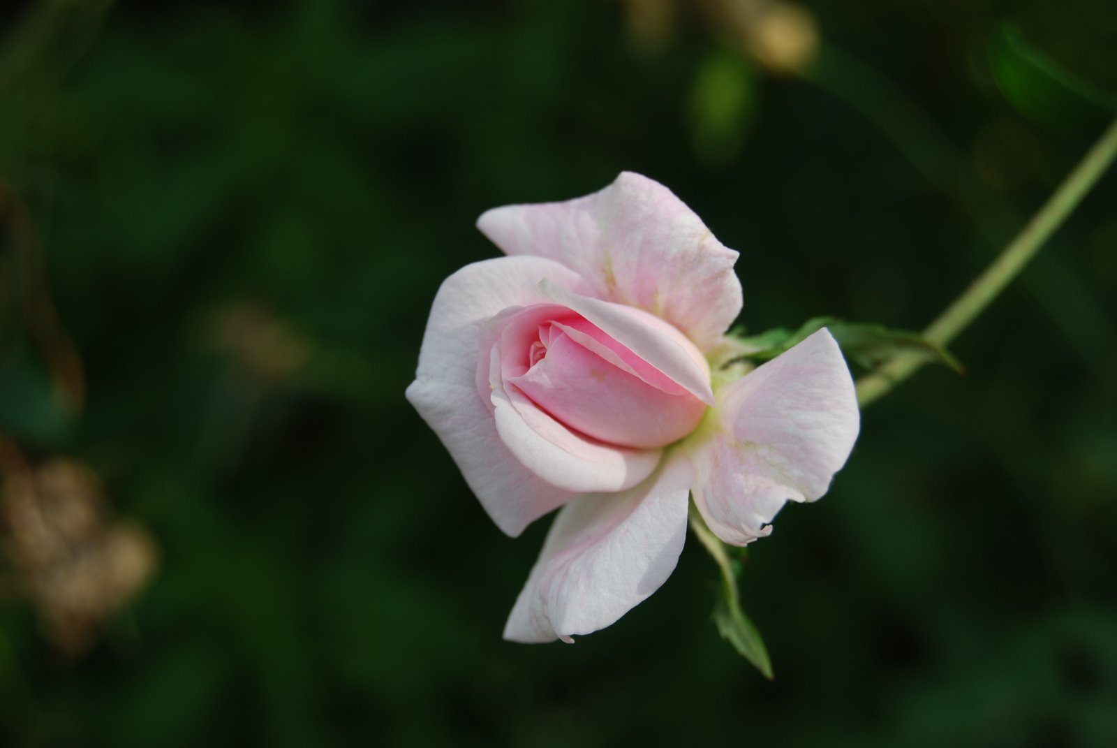 [DSC_0065.JPG]