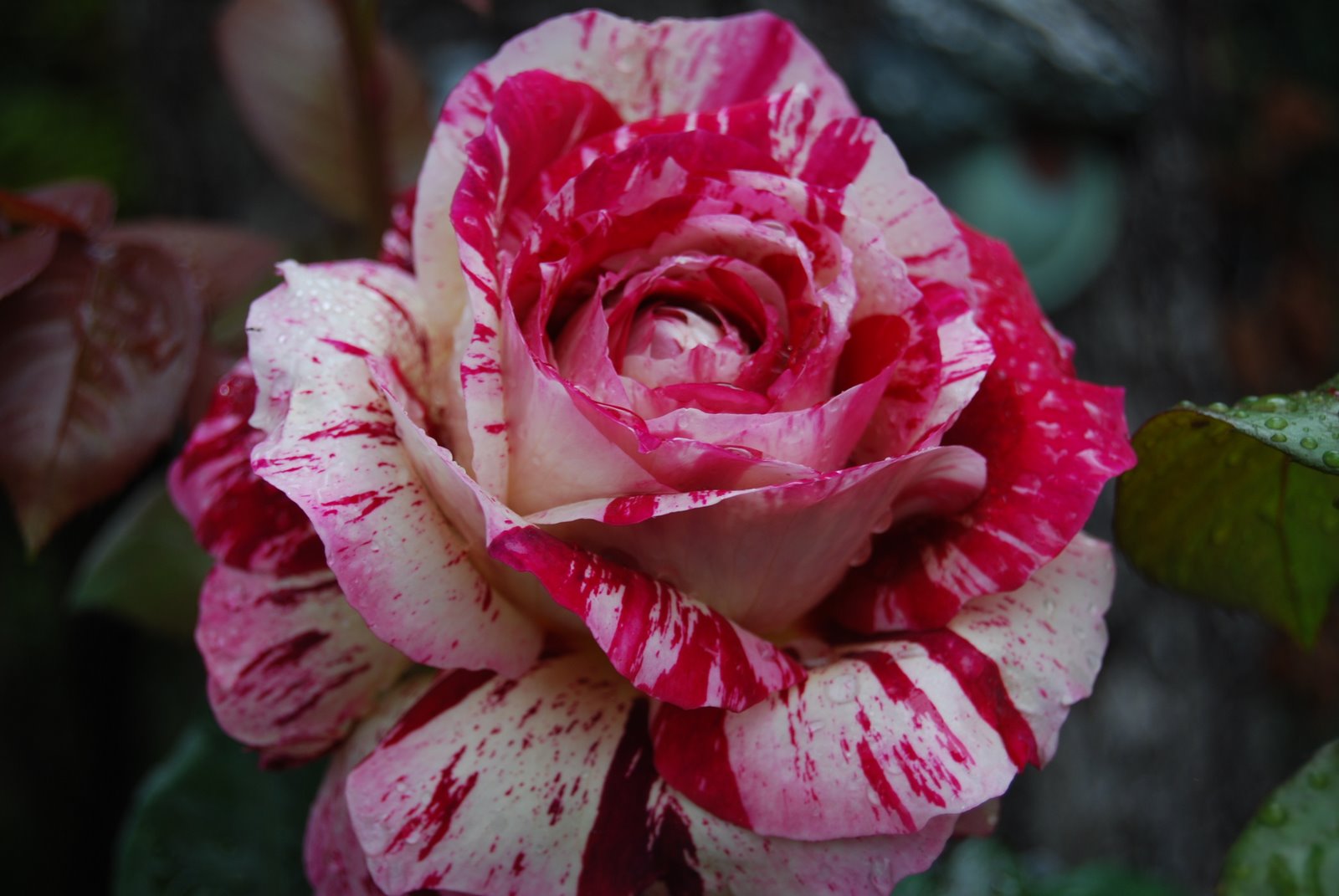 [DSC_0121.JPG]