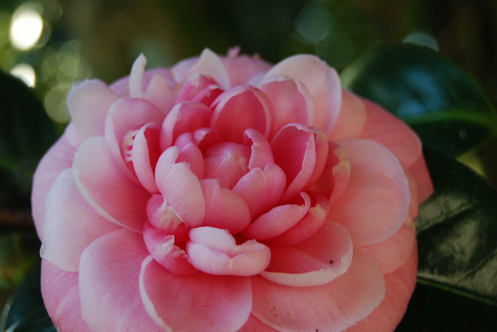 [DSC_0465.JPG]