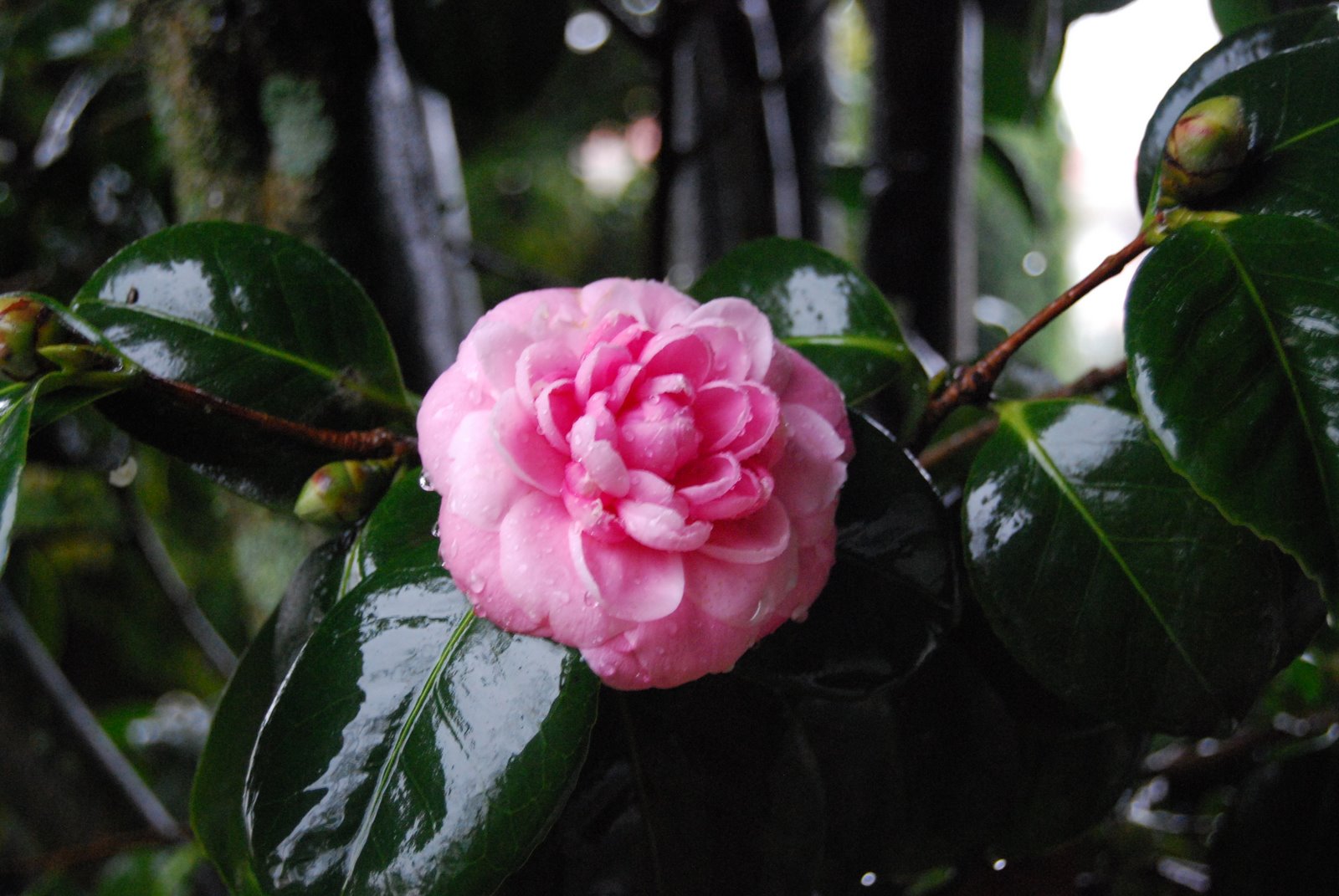 [DSC_0475.JPG]