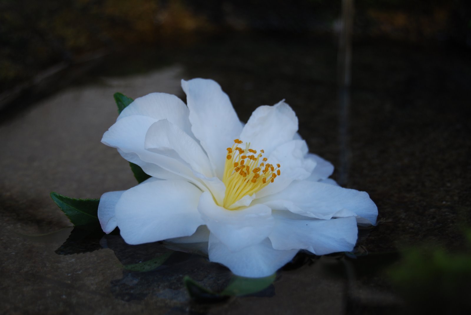 [DSC_0485.JPG]
