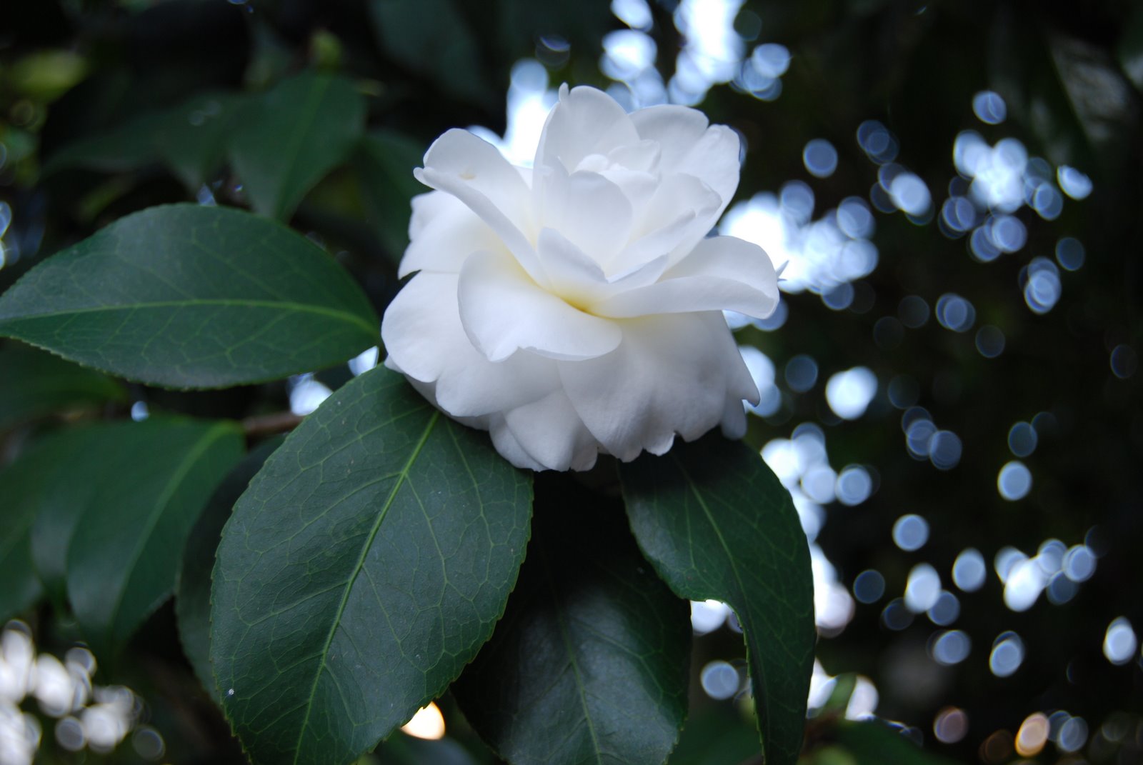 [DSC_0578.JPG]