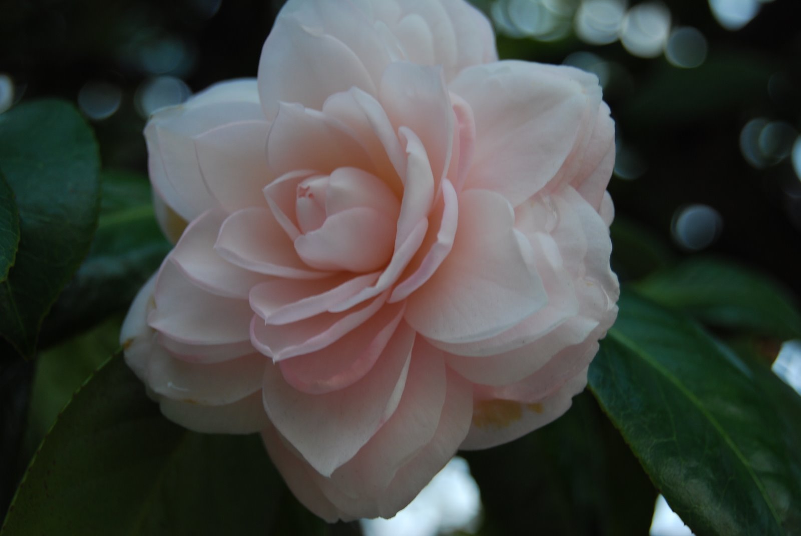 [DSC_0748.JPG]
