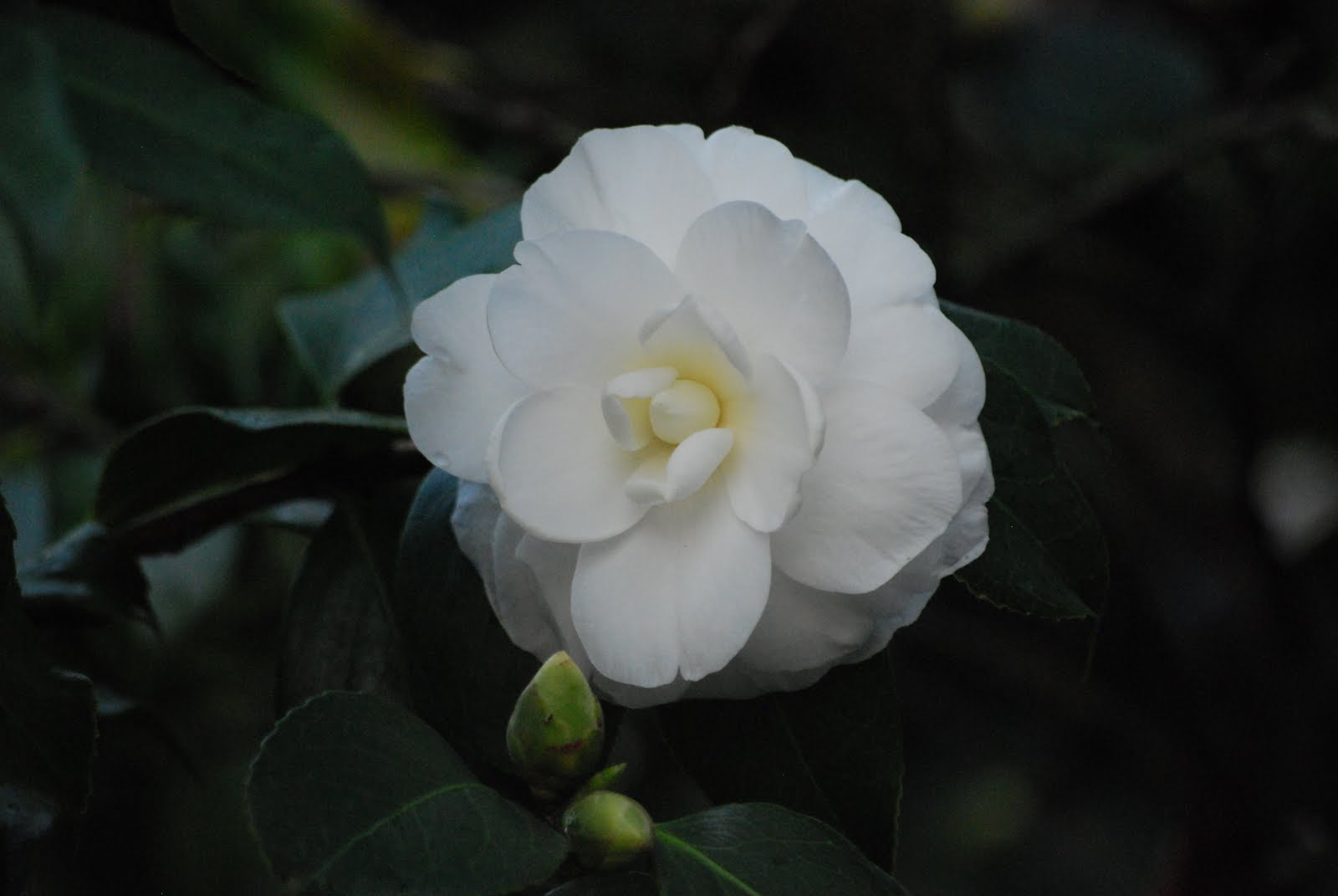 [DSC_1819.JPG]