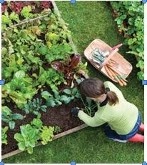 warming global climate reduce impact sustainable gardens urban
