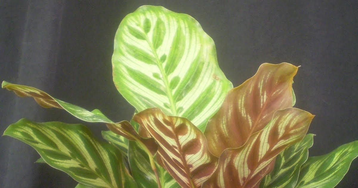 Plants are the Strangest People List Plants for Terrariums