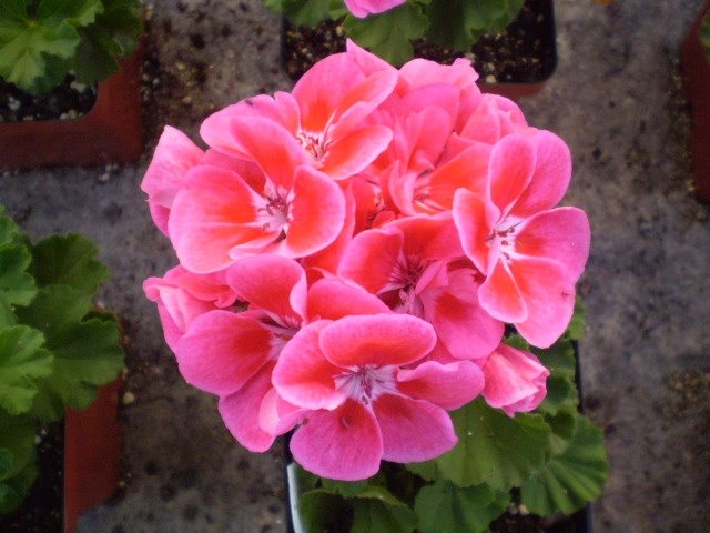 [                  pelargonium+strawberry+sizzle+(own).jpg]
