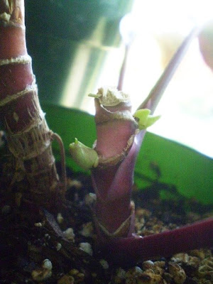 Cordyline Propagation