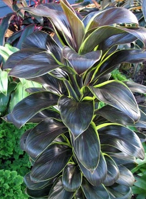 Cordyline Baby Doll