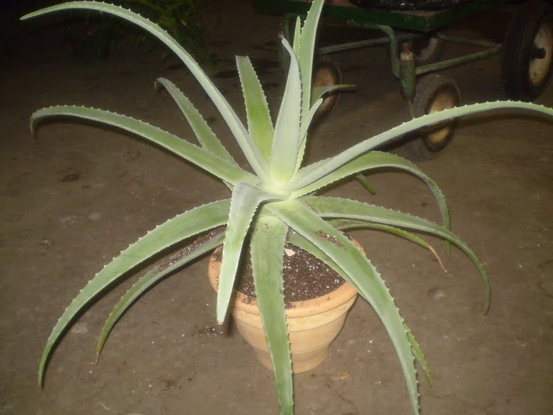 Big Aloe Vera