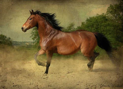 cutefunnzone: Beautiful Horses