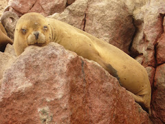 Habitante de las Islas ballestas