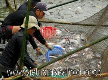 Mekong+delta+catfish