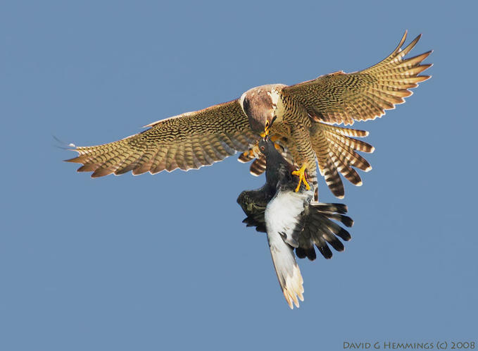 Strivia Pictures Of Peregrine Falcon Free Peregrine Falcon Pictures