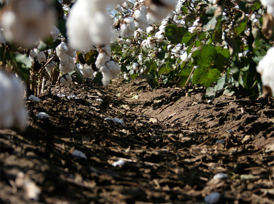 [algodão2.jpg]