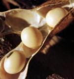 soja transgenica