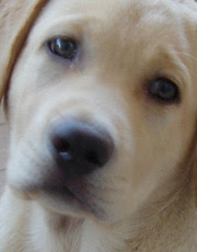 Cane