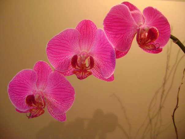 [flores_marina_pessah.jpg]