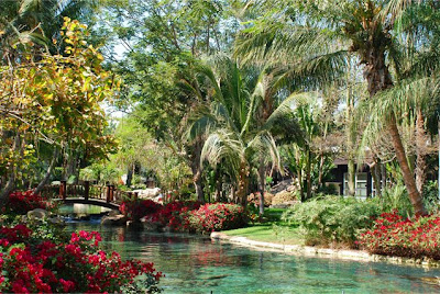 Tropical Backyard Photos
