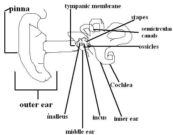 Erin Anatomy: Baisc Ear Anatomy Worksheet