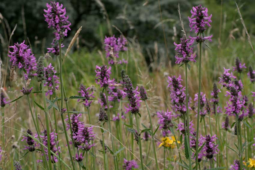 stachys officinalis