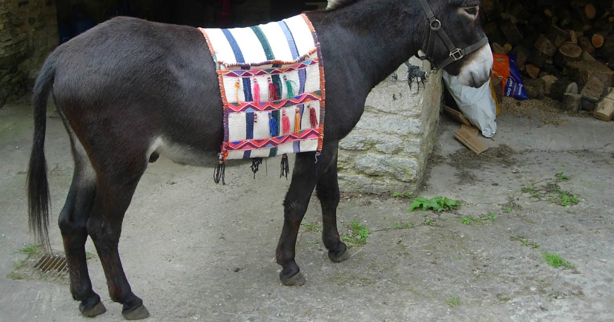 chalford donkey project Donkey panniers