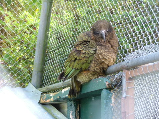 [Bicharocos07Kea.JPG]